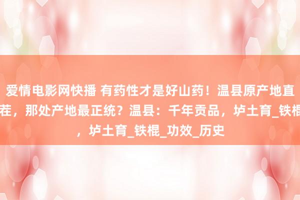 爱情电影网快播 有药性才是好山药！温县原产地直发，10年一茬，那处产地最正统？温县：千年贡品，垆土育_铁棍_功效_历史